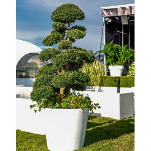 Marco-Bonsai-im-weißen-Topf.jpg